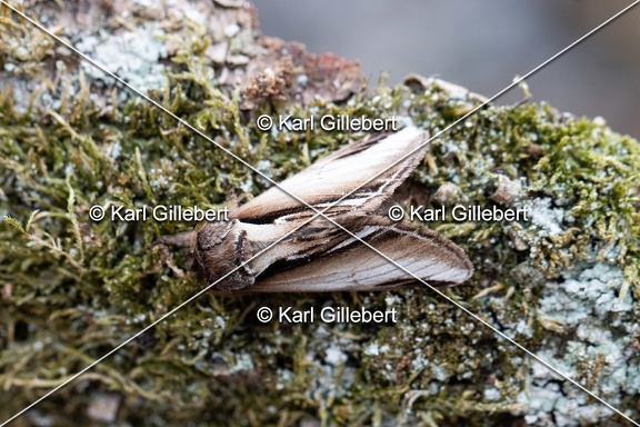 Karl-Gillebert-Pheosia-gnoma-Faience-5715