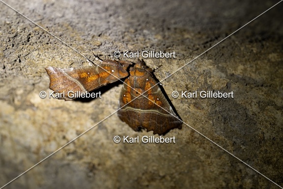 Karl-Gillebert-Scolopteryx-libatrix-Decoupure-6280