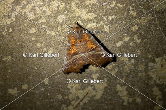 Karl-Gillebert-Scolopteryx-libatrix-Decoupure-7207