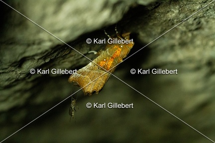 Karl-Gillebert-Scolopteryx-libatrix-Decoupure-7971