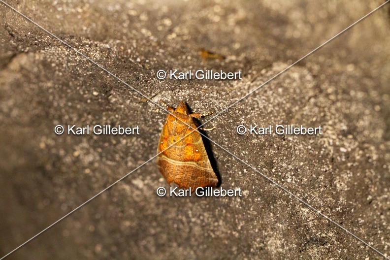Karl-Gillebert-Scolopteryx-libatrix-Decoupure-8522