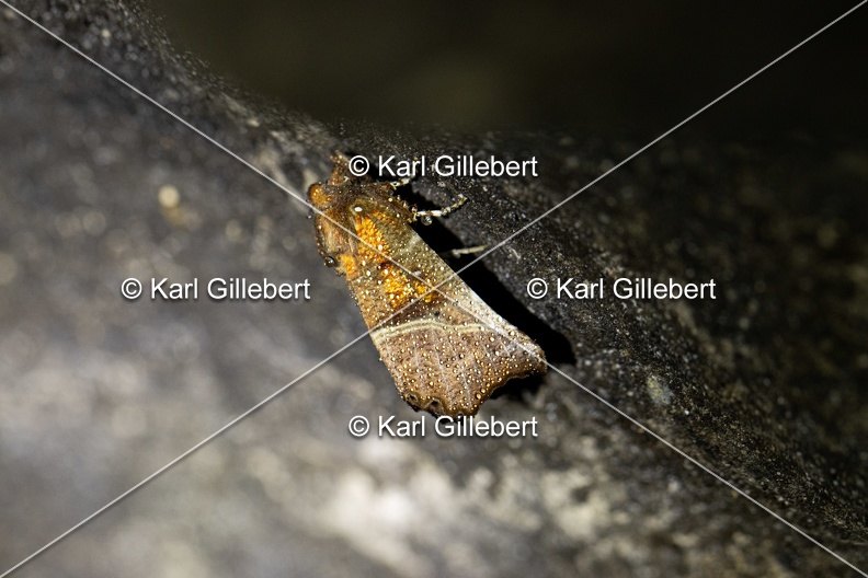 Karl-Gillebert-Scolopteryx-libatrix-Decoupure-8592.jpg