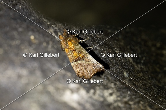 Karl-Gillebert-Scolopteryx-libatrix-Decoupure-8592