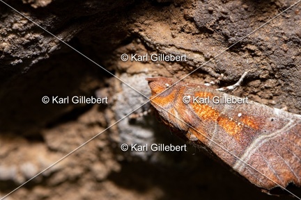 Karl-Gillebert-Scolopteryx-libatrix-Decoupure-9474