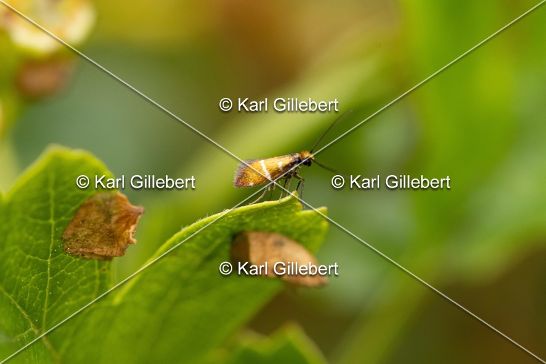 Karl-Gillebert-Micropterix-aruncella-3411.jpg