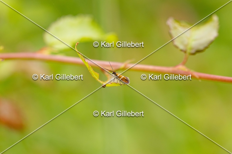 Karl-Gillebert-Micropterix-aruncella-3455.jpg