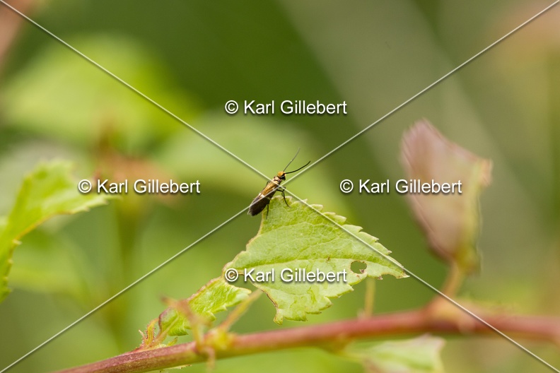Karl-Gillebert-Micropterix-aruncella-3467.jpg