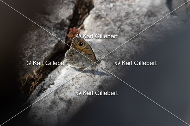Karl-Gillebert-Ariane-Nemusien-Lasiommata-maera-6190.jpg