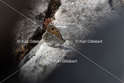 Karl-Gillebert-Ariane-Nemusien-Lasiommata-maera-6190