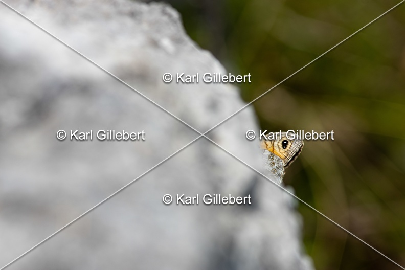 Karl-Gillebert-Ariane-Nemusien-Lasiommata-maera-6397.jpg