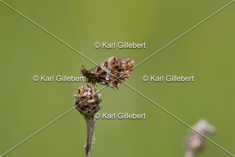 Karl-Gillebert-petite-violette-boloria-dia-6924