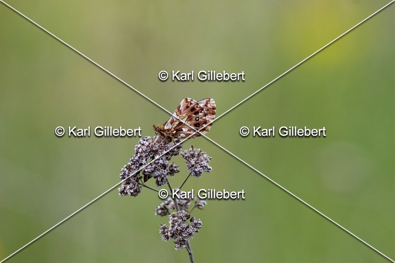 Karl-Gillebert-petite-violette-boloria-dia-6974.jpg