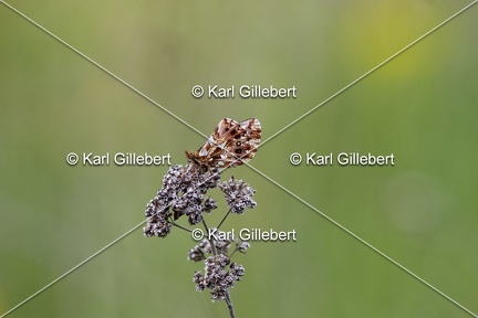 Karl-Gillebert-petite-violette-boloria-dia-6974