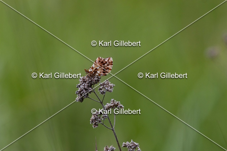 Karl-Gillebert-petite-violette-boloria-dia-7019.jpg
