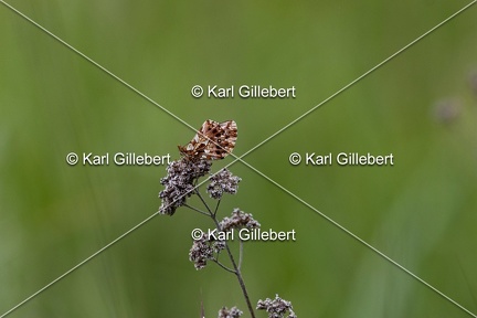 Karl-Gillebert-petite-violette-boloria-dia-7019