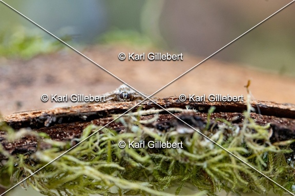 Karl-Gillebert-Trichopteryx-carpinata-Lobee-0043