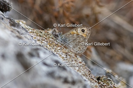 Karl-Gillebert-Ariane-Nemusien-Lasiommata-maera-5288