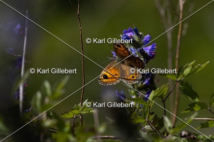 Karl-Gillebert-Ariane-Nemusien-Lasiommata-maera-5356