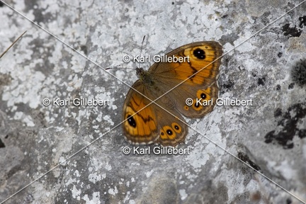 Karl-Gillebert-Ariane-Nemusien-Lasiommata-maera-5400