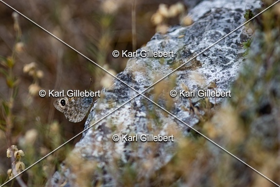 Karl-Gillebert-Ariane-Nemusien-Lasiommata-maera-5434