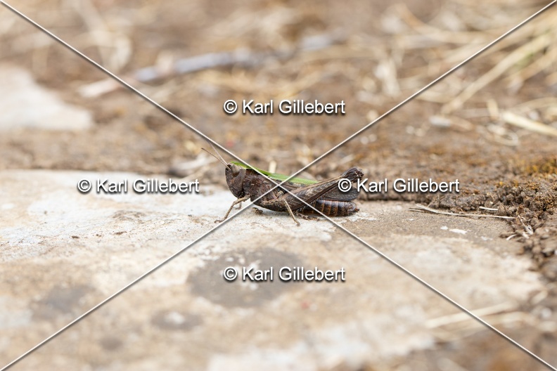 Karl-Gillebert-Criquet-noir-ebene-Omocestus-rufipes -5608.jpg