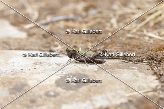 Karl-Gillebert-Criquet-noir-ebene-Omocestus-rufipes -5608