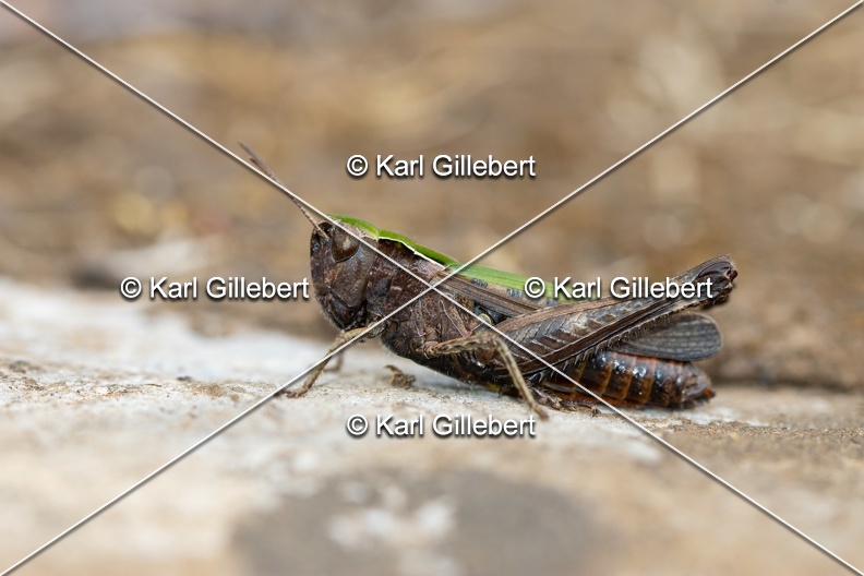 Karl-Gillebert-Criquet-noir-ebene-Omocestus-rufipes -5611.jpg