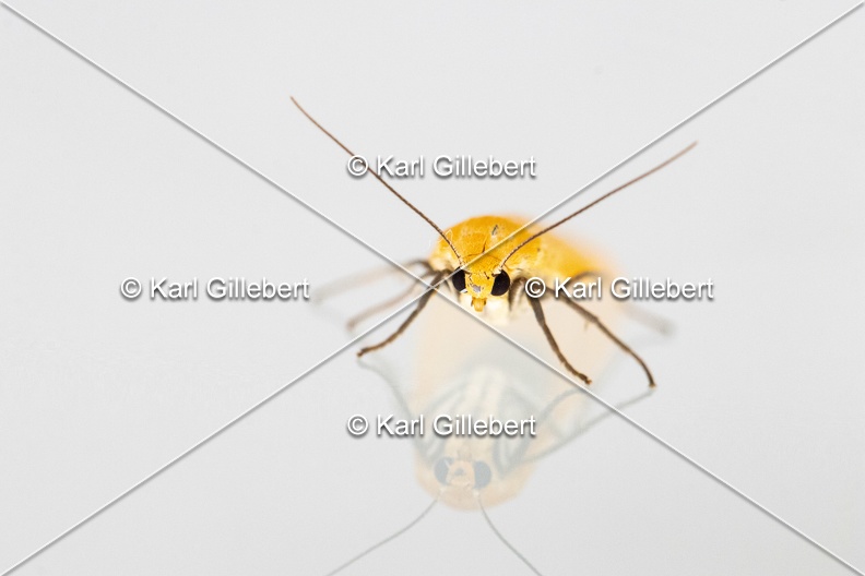 Karl-Gillebert-Eilema-sororcula-Manteau-jaune-5033.jpg