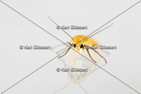 Karl-Gillebert-Eilema-sororcula-Manteau-jaune-5033