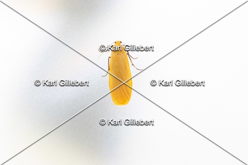 Karl-Gillebert-Eilema-sororcula-Manteau-jaune-5019.jpg