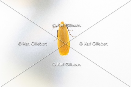 Karl-Gillebert-Eilema-sororcula-Manteau-jaune-5019