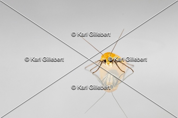 Karl-Gillebert-Eilema-sororcula-Manteau-jaune-5029