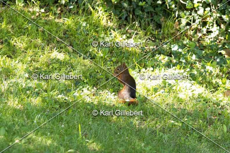 Karl-Gillebert-ecureuil-roux-sciurs-vulgaris-0042