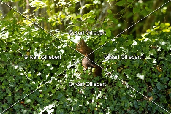 Karl-Gillebert-ecureuil-roux-sciurs-vulgaris-0057