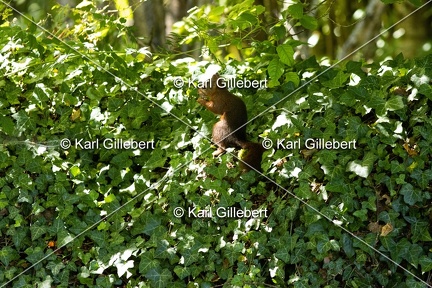 Karl-Gillebert-ecureuil-roux-sciurs-vulgaris-0083