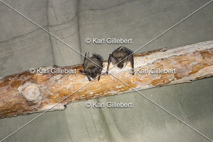 Karl-Gillebert-oreillard-gris-plecotus-austriacus-3038