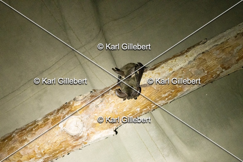 Karl-Gillebert-oreillard-gris-plecotus-austriacus-3046.jpg