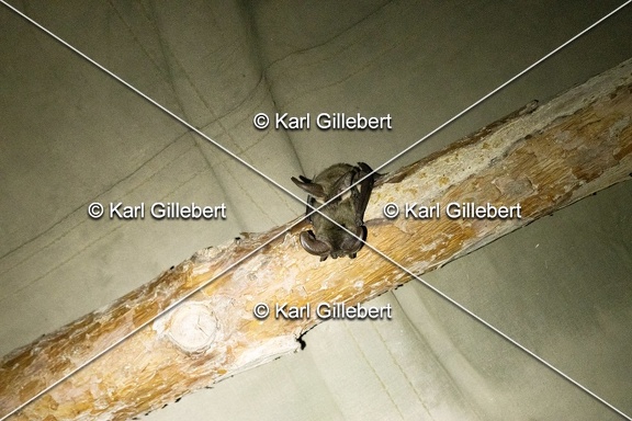 Karl-Gillebert-oreillard-gris-plecotus-austriacus-3046