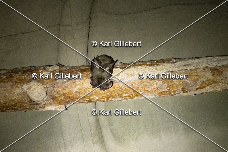 Karl-Gillebert-oreillard-gris-plecotus-austriacus-3048.jpg