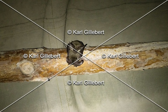Karl-Gillebert-oreillard-gris-plecotus-austriacus-3048