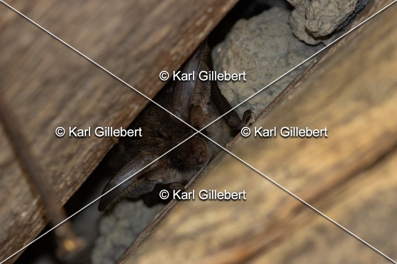 Karl-Gillebert-oreillard-gris-plecotus-austriacus-9568.jpg