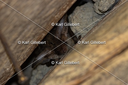 Karl-Gillebert-oreillard-gris-plecotus-austriacus-9568