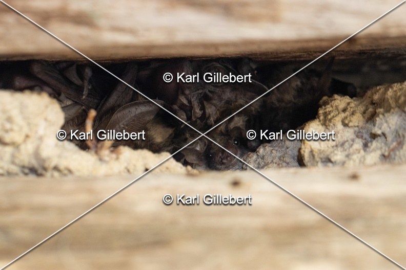 Karl-Gillebert-oreillard-gris-plecotus-austriacus-9589.jpg