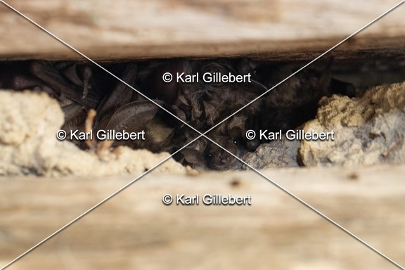 Karl-Gillebert-oreillard-gris-plecotus-austriacus-9589