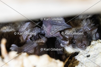 Karl-Gillebert-oreillard-gris-plecotus-austriacus-9633