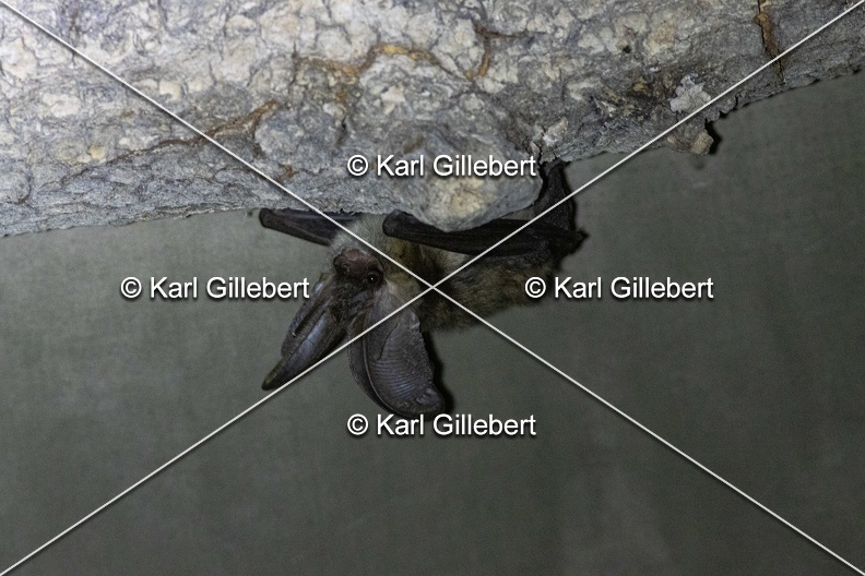 Karl-Gillebert-oreillard-gris-plecotus-austriacus-9747.jpg