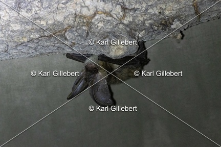 Karl-Gillebert-oreillard-gris-plecotus-austriacus-9747