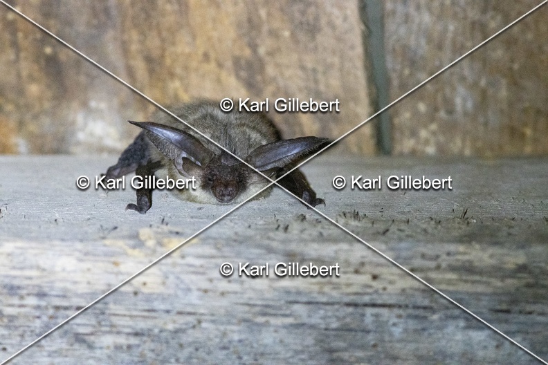 Karl-Gillebert-oreillard-gris-plecotus-austriacus-9767.jpg