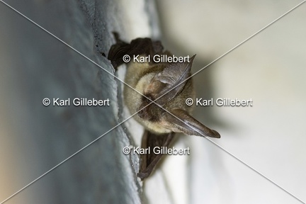 Karl-Gillebert-oreillard-gris-plecotus-austriacus-9980