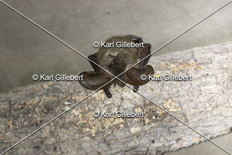 Karl-Gillebert-oreillard-gris-plecotus-austriacus-9982.jpg